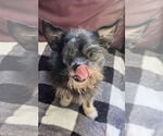 Small #2 Chihuahua Mix