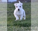 Small Photo #9 Jack Russell Terrier Puppy For Sale in APPLE GROVE, WV, USA