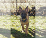 Small Photo #2 German Shepherd Dog Puppy For Sale in MOUNTAIN CITY, TN, USA