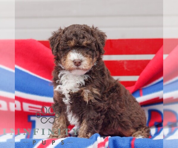 Medium Photo #3 Bernedoodle (Miniature) Puppy For Sale in MORGANTOWN, PA, USA