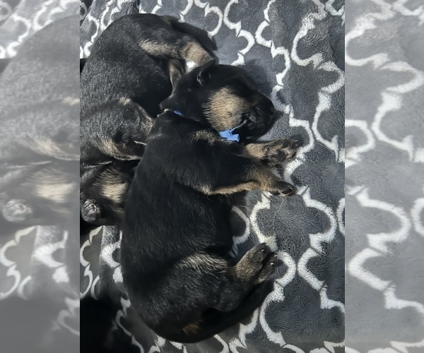 Medium Photo #2 German Shepherd Dog Puppy For Sale in EUGENE, OR, USA