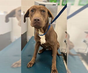 Labrador Retriever-Unknown Mix Dogs for adoption in Mobile, AL, USA