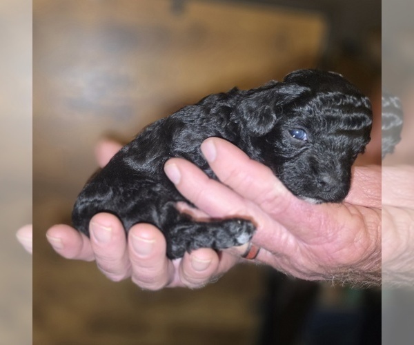 Medium Photo #6 Poodle (Toy) Puppy For Sale in DYERSBURG, TN, USA