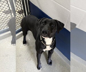 Labrador Retriever-Unknown Mix Dogs for adoption in Sterling, MA, USA