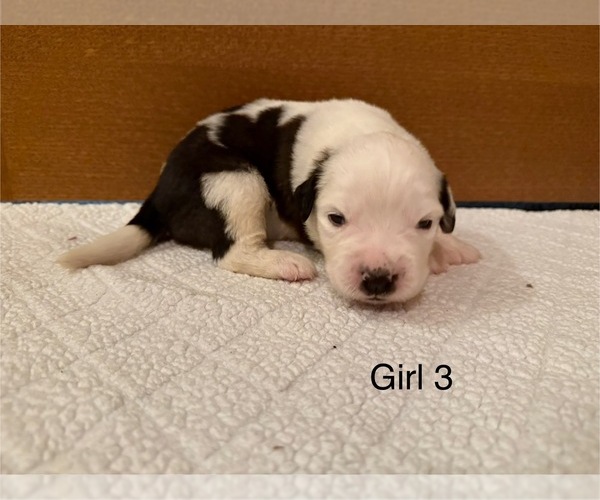 Medium Photo #5 Saint Bernard Puppy For Sale in STANLEY, WI, USA