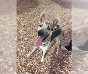 German Shepherd Dog-Unknown Mix Dogs for adoption in Upland, CA, USA