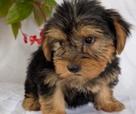 Small #3 Yorkshire Terrier
