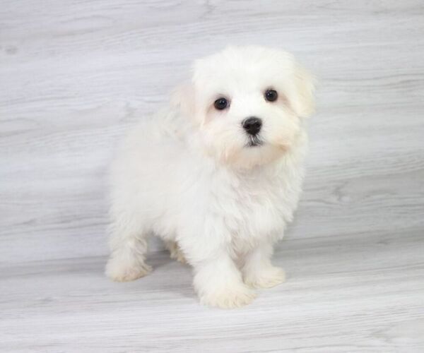 Medium Photo #12 Maltese Puppy For Sale in LAS VEGAS, NV, USA