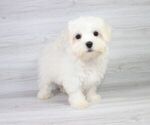 Small Photo #12 Maltese Puppy For Sale in LAS VEGAS, NV, USA