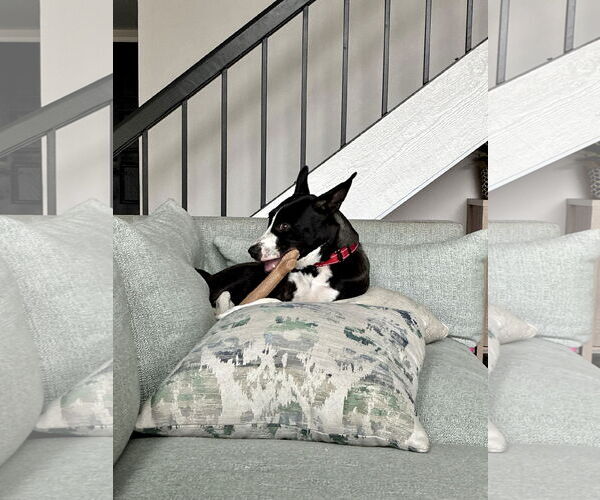 Medium Photo #9 Labrador Retriever-Unknown Mix Puppy For Sale in San Juan Capistrano, CA, USA