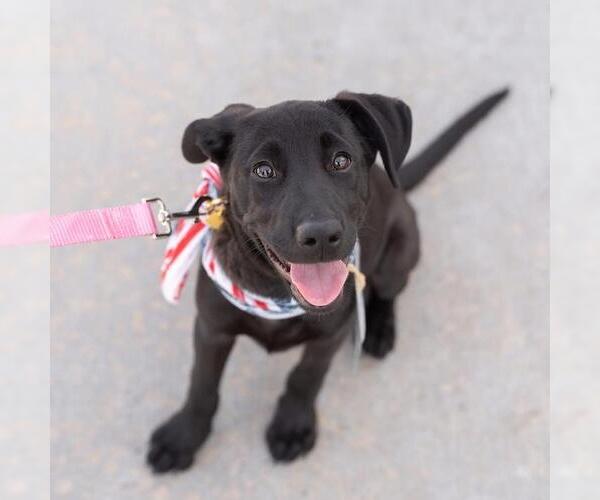 Medium Photo #11 Labrador Retriever-Unknown Mix Puppy For Sale in San Diego, CA, USA