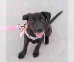Small #10 Labrador Retriever Mix