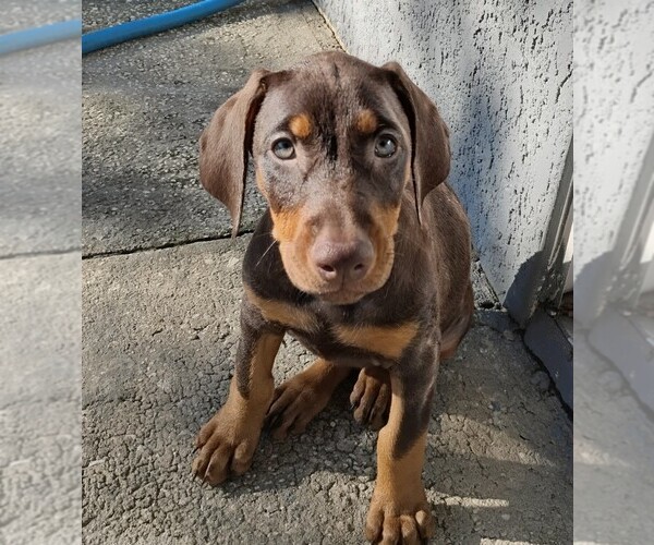 Medium Photo #2 Doberman Pinscher Puppy For Sale in DAVENPORT, FL, USA
