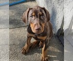 Litter of 2 - Male(s) and Female(s) Doberman PinscherLitter of Puppies for Sale - Photo #2