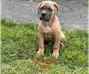 Cane Corso Puppy for Sale in PROVIDENCE, Kentucky USA