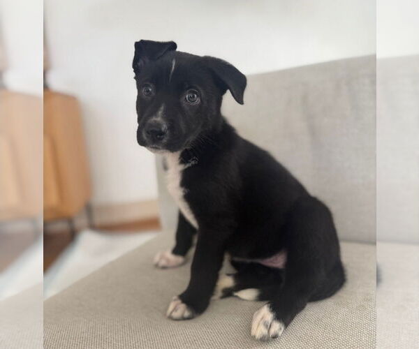 Medium Photo #3 Dutch Shepherd -Labrador Retriever Mix Puppy For Sale in Lakewood, CO, USA