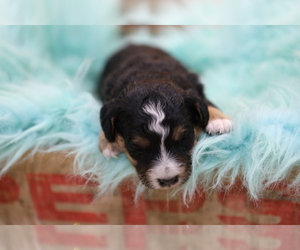 Bernedoodle-Poodle (Miniature) Mix Puppy for sale in GOSHEN, IN, USA