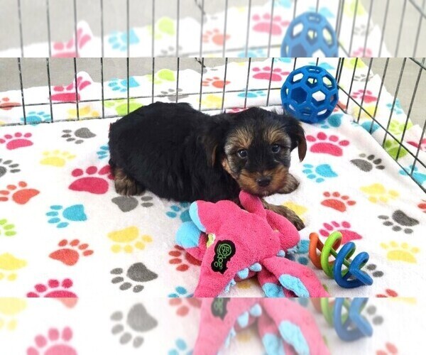 Medium Photo #6 Yorkshire Terrier Puppy For Sale in ORO VALLEY, AZ, USA
