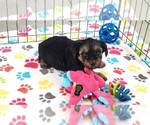 Small #5 Yorkshire Terrier