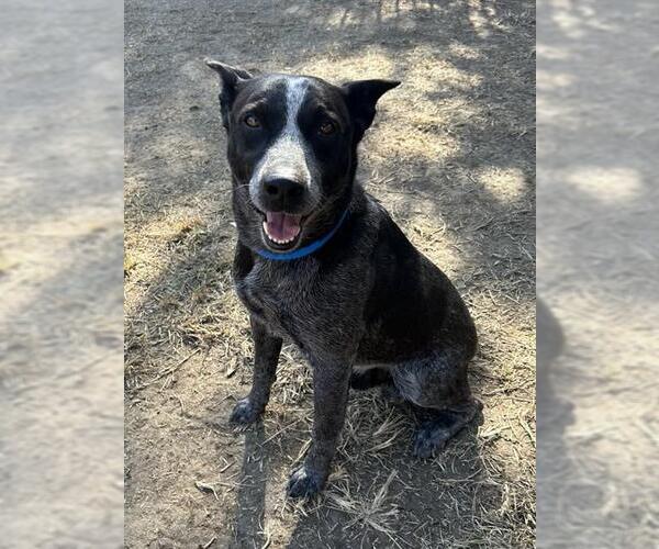 Medium Photo #3 Texas Heeler Puppy For Sale in Riverside, CA, USA