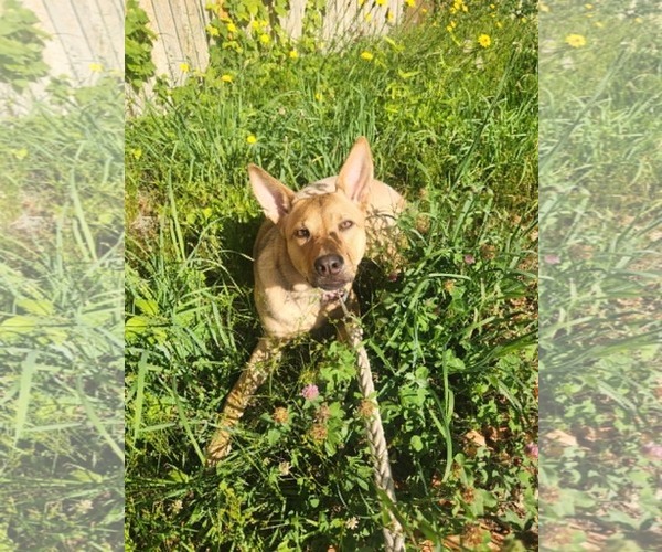 Medium Photo #4 Mutt Puppy For Sale in Woodbury, NY, USA