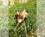 Small #3 Mutt