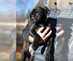 Small #3 Boerboel-Boxer Mix