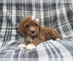 Small #2 Cavapoo