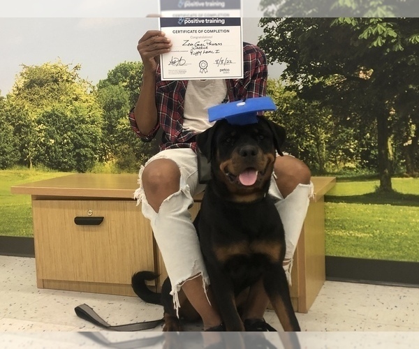 Medium Photo #12 Rottweiler Puppy For Sale in RIVERSIDE, CA, USA