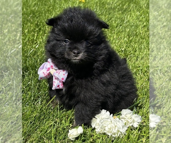 Medium Photo #6 Pomeranian Puppy For Sale in ROCK STREAM, NY, USA