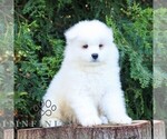 Small #3 Samoyed