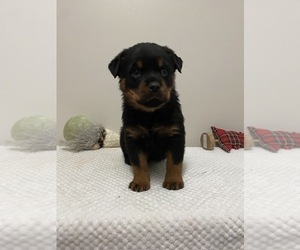 Rottweiler Puppy for sale in BEECH GROVE, IN, USA