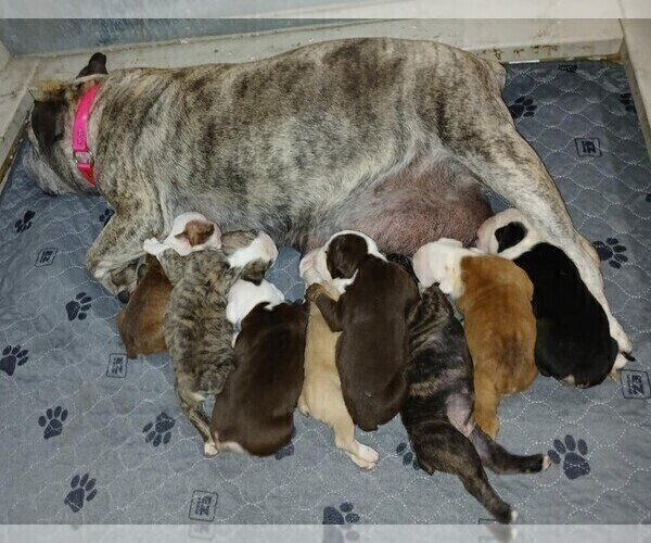 Medium Photo #2 Olde English Bulldogge Puppy For Sale in PINE VILLAGE, IN, USA