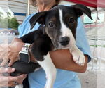 Small #3 Jack Russell Terrier