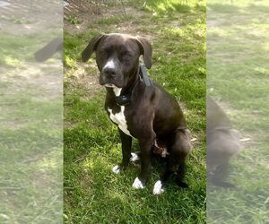 American Pit Bull Terrier-Labrador Retriever Mix Dogs for adoption in Brewster, NY, USA