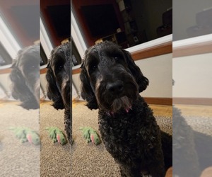 Mother of the Goldendoodle mix (+ Poodle Standard) puppies born on 01/02/2026