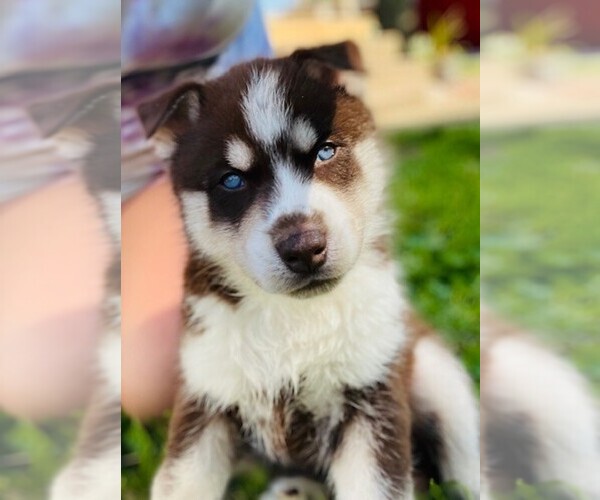 Medium Photo #1 Siberian Husky Puppy For Sale in BOLIVAR, OH, USA