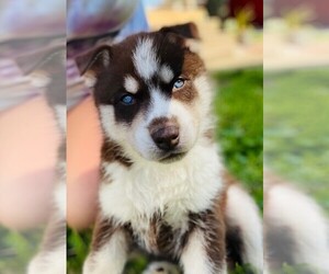 Siberian Husky Puppy for sale in BOLIVAR, OH, USA
