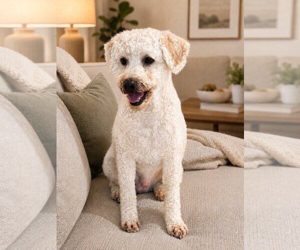 Medium Photo #2 Poodle (Toy) Puppy For Sale in Menifee, CA, USA