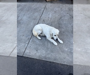 English Cream Golden Retriever Puppy for sale in BATTLE GROUND, WA, USA