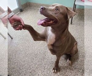 Chocolate Labrador retriever-Unknown Mix Dogs for adoption in Martinsburg, WV, USA