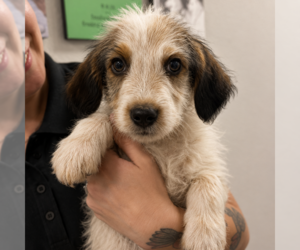Australian Shepherd-Unknown Mix Dogs for adoption in Sterling, MA, USA
