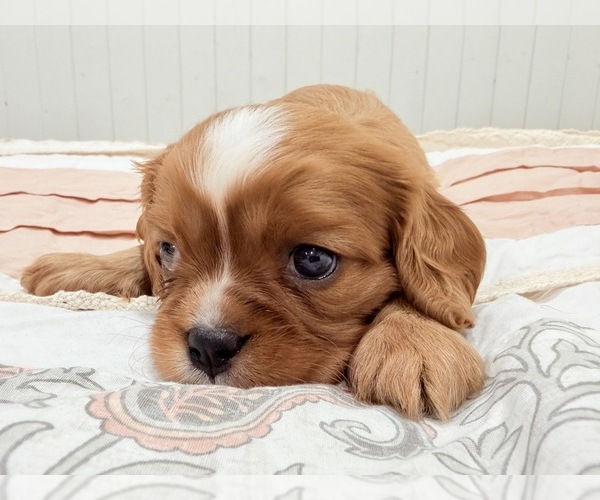 Medium Photo #21 Cavalier King Charles Spaniel Puppy For Sale in WAXAHACHIE, TX, USA