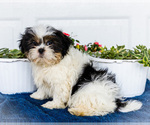 Small #1 Shih Tzu