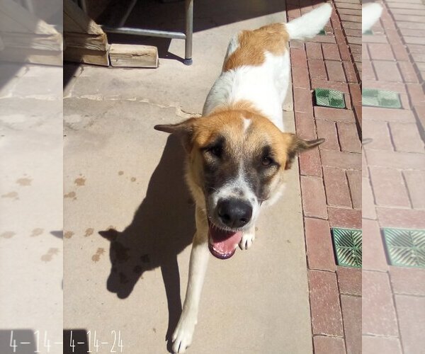 Medium Photo #8 Mutt Puppy For Sale in Apple Valley, CA, USA