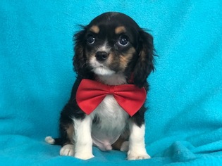 Cavalier King Charles Spaniel Puppy for sale in PEACH BOTTOM, PA, USA