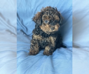 Poodle (Toy) Puppy for sale in MEDFORD, OR, USA