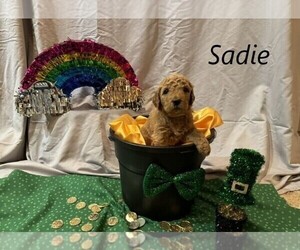 Goldendoodle Dog for Adoption in SPRINGDALE, Arkansas USA