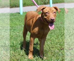 Honey 44362 - Female Retriever -Unknown Mix Dog for Adoption - Photo #2