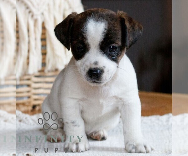 Medium Photo #1 Jack Tzu Puppy For Sale in EAST EARL, PA, USA